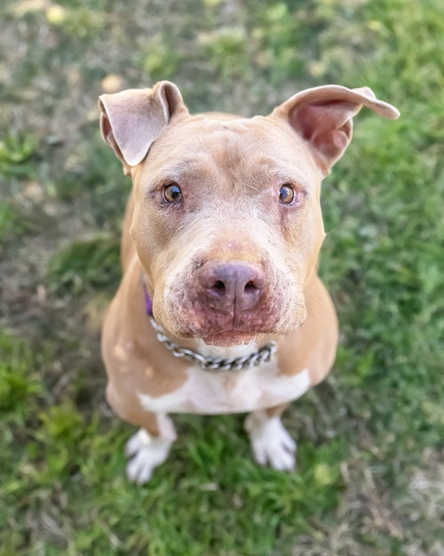 BETTY WHITE - Shar Pei / Terrier available for adoption