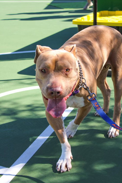 picture of the dog needing adoption