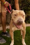 adoptable Dog in chandler, AZ named BETTY WHITE