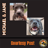 adoptable Dog in chandler, AZ named MICHAEL & JANE (bonded pair)