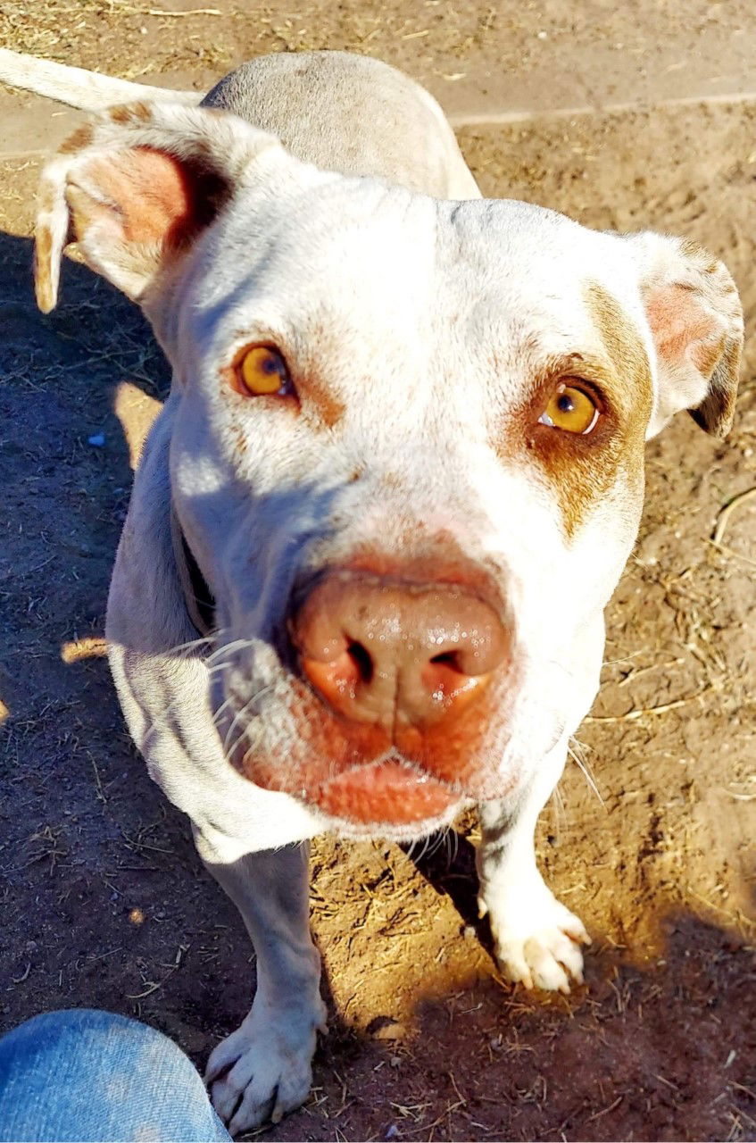 Dog for Adoption - SNOW WHITE, a American Bulldog in Pinetop Lakeside ...