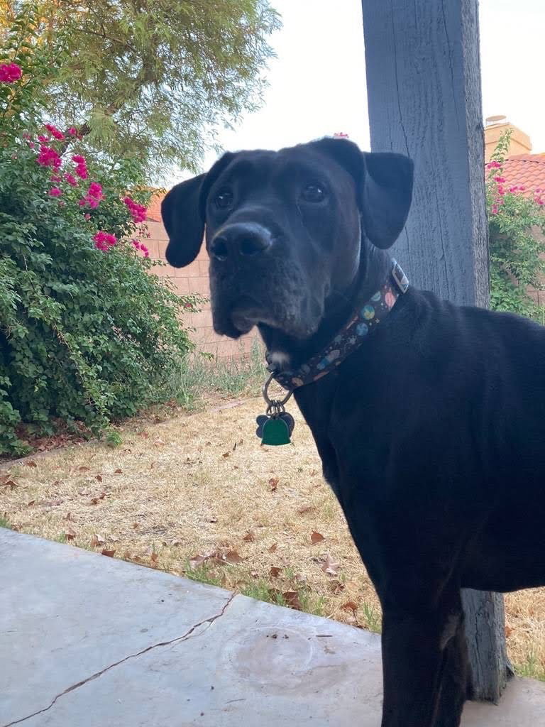 Dog for Adoption MAX19, a Labrador Retriever in Casa Grande, AZ