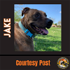 adoptable Dog in  named JAKE #7