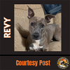 adoptable Dog in chandler, AZ named REVY