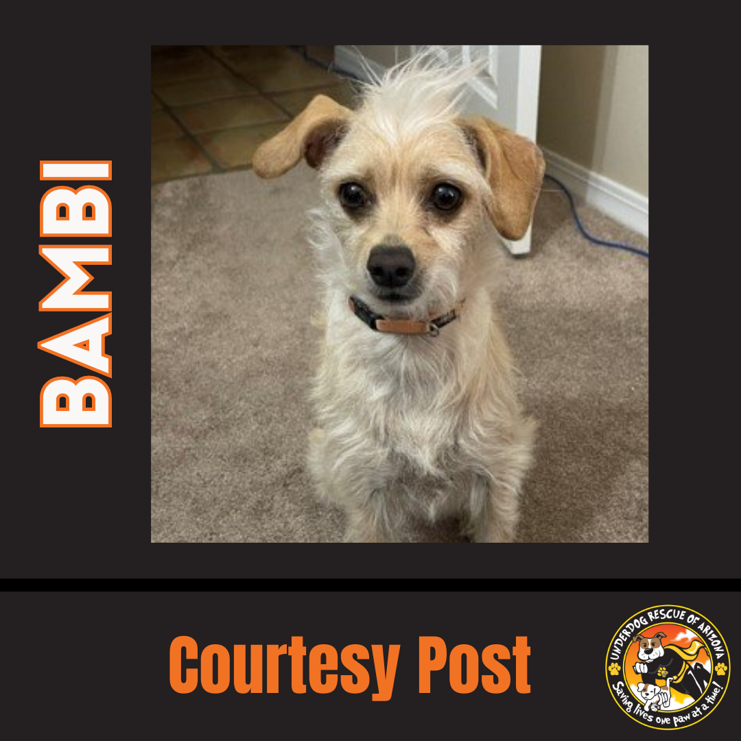 adoptable Dog in Chandler, AZ named BAMBI #2