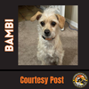 adoptable Dog in  named BAMBI #2