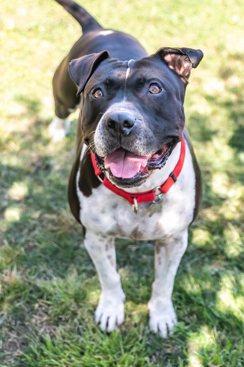 MOSLEY - American Bulldog available for adoption