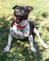 MOSLEY - Photo 4