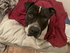 MOSLEY - Photo 12