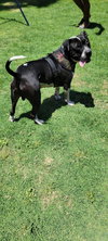 MOSLEY - Photo 10