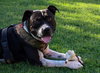 MOSLEY - Photo 7