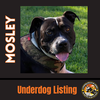 MOSLEY - Photo 5