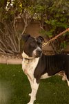 adoptable Dog in chandler, AZ named MOSLEY