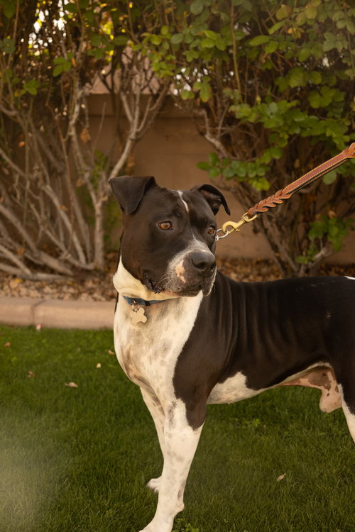 MOSLEY - American Bulldog available for adoption