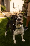 MOSLEY - Photo 4