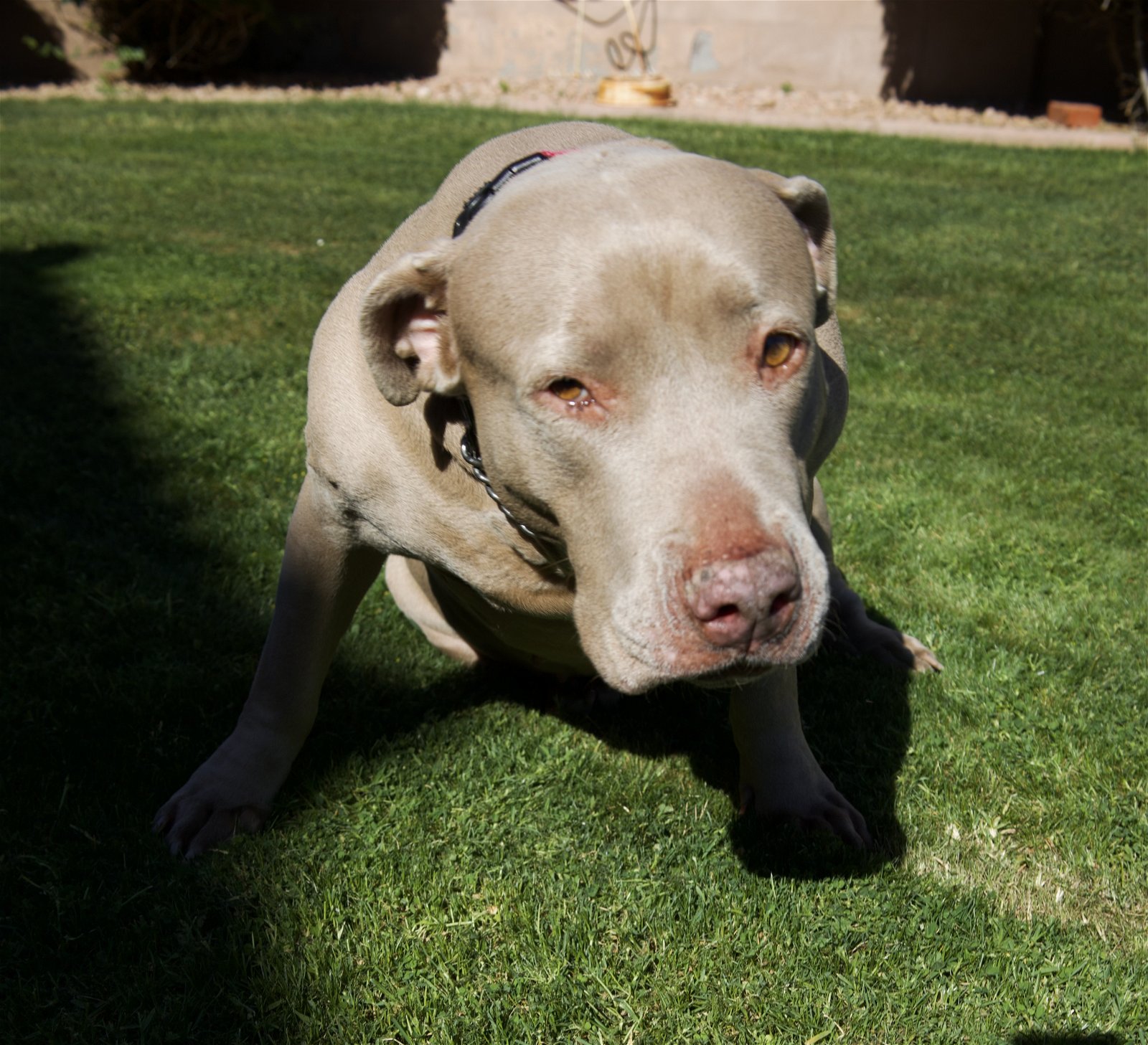 adoptable Dog in Chandler, AZ named ROSIE #4