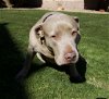 adoptable Dog in chandler, AZ named ROSIE #4