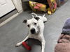 adoptable Dog in Chandler, AZ named SPOTTA