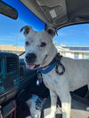 adoptable Dog in Chandler, AZ named SPOTTA