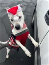 adoptable Dog in chandler, AZ named PRINCESS SPOTTA