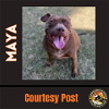 adoptable Dog in  named MAYA #4