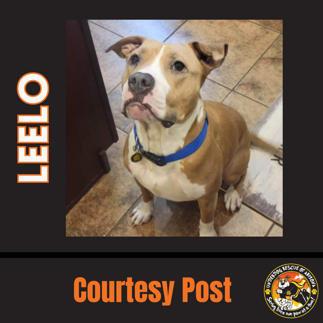 adoptable Dog in Chandler, AZ named LEELO