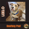adoptable Dog in  named LEELO
