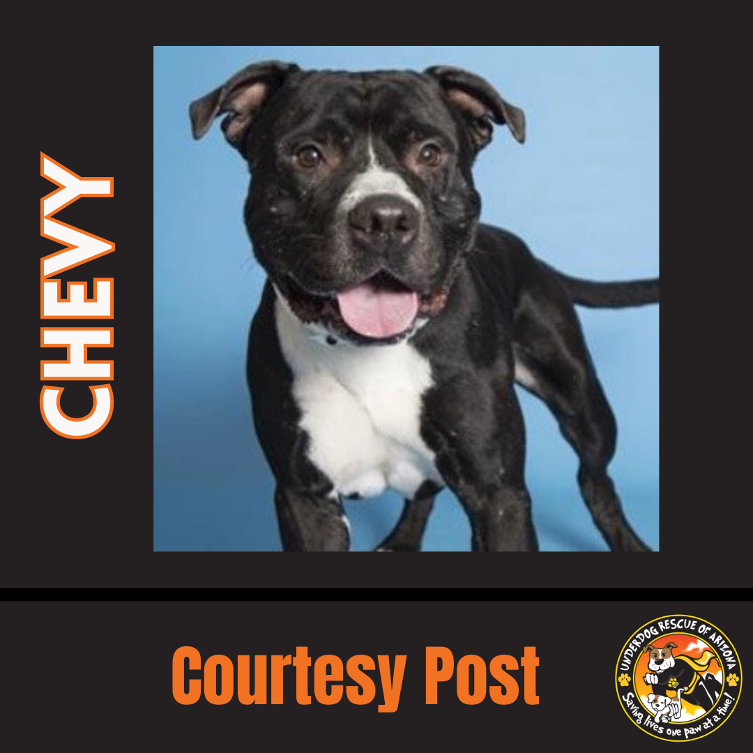 adoptable Dog in Chandler, AZ named CHEVY #3