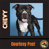 adoptable Dog in chandler, AZ named CHEVY #3