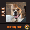 adoptable Dog in chandler, AZ named JULIE #2