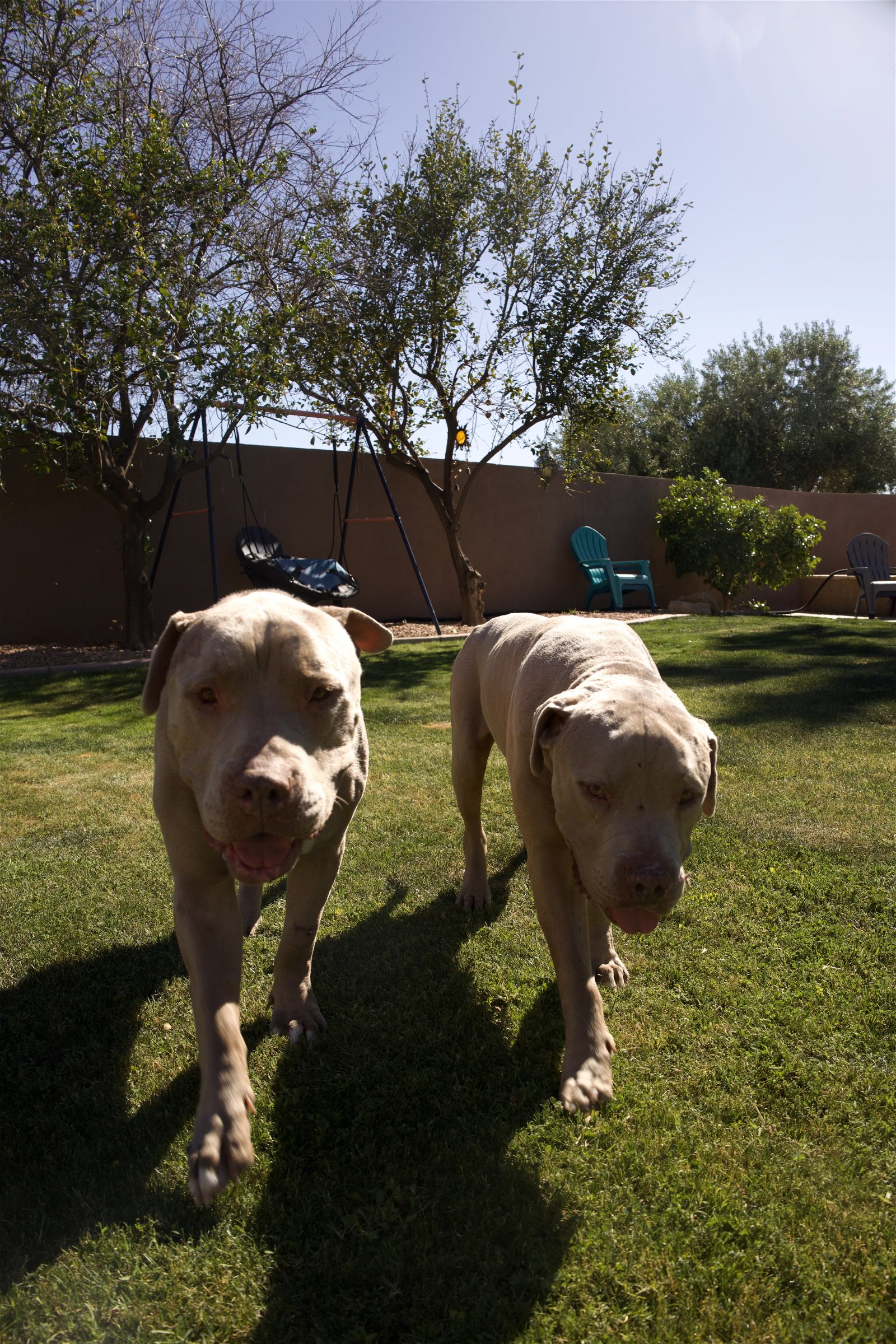 adoptable Dog in Chandler, AZ named OOPS & CLYDE