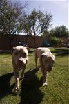 adoptable Dog in chandler, AZ named OOPS & CLYDE