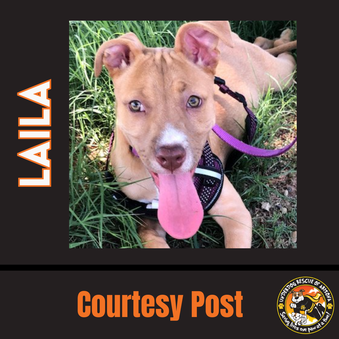 adoptable Dog in Chandler, AZ named LAILA #2