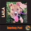 adoptable Dog in chandler, AZ named LAILA #2