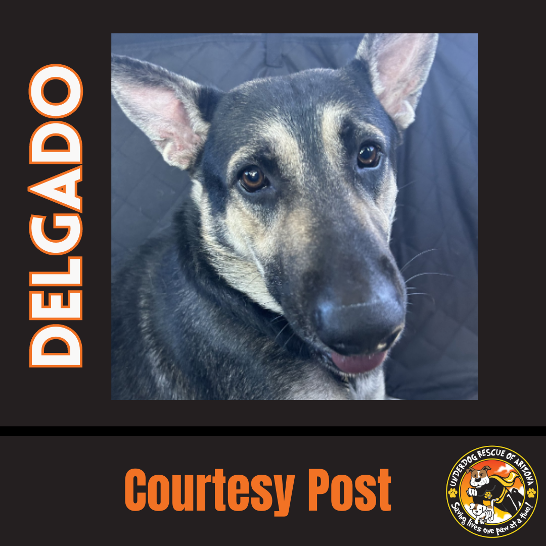 adoptable Dog in Chandler, AZ named DELGADO