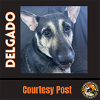 adoptable Dog in chandler, AZ named DELGADO