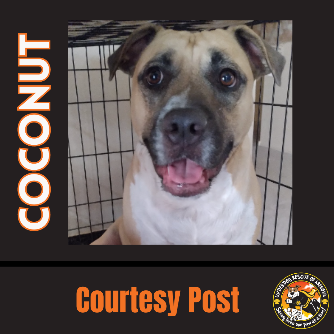 adoptable Dog in Chandler, AZ named COCONUT