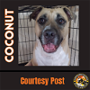 adoptable Dog in chandler, AZ named COCONUT