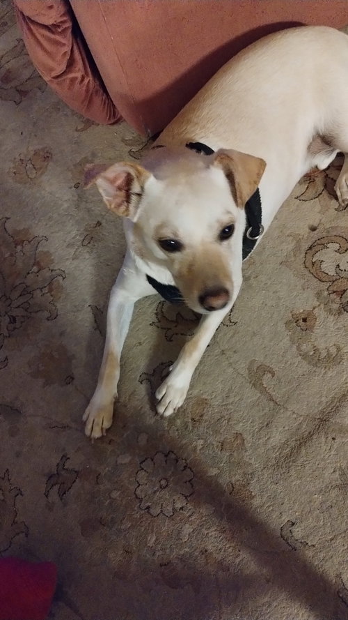 GASTON #2, an adoptable Labrador Retriever in Chandler, AZ