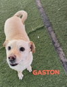 GASTON #2 - Photo 1