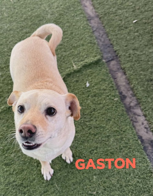 GASTON #2, an adoptable Australian Cattle Dog in Chandler, AZ