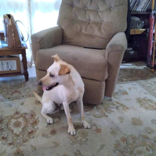 GASTON #2 - Labrador Retriever / Havanese available for adoption