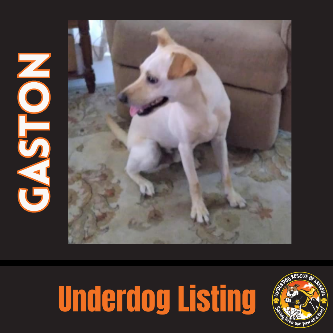 GASTON #2 Image