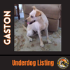 GASTON #2 - Photo 1