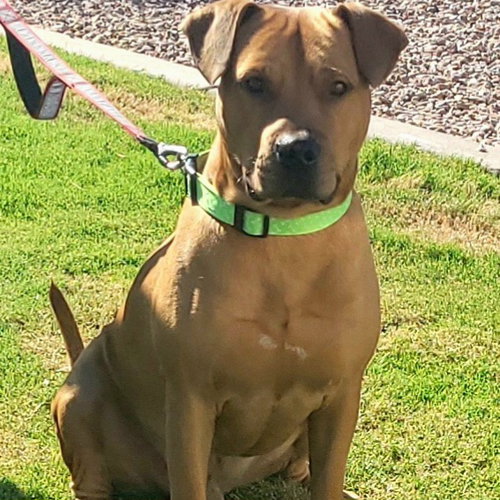 TIMBER - Shar Pei / Bulldog available for adoption