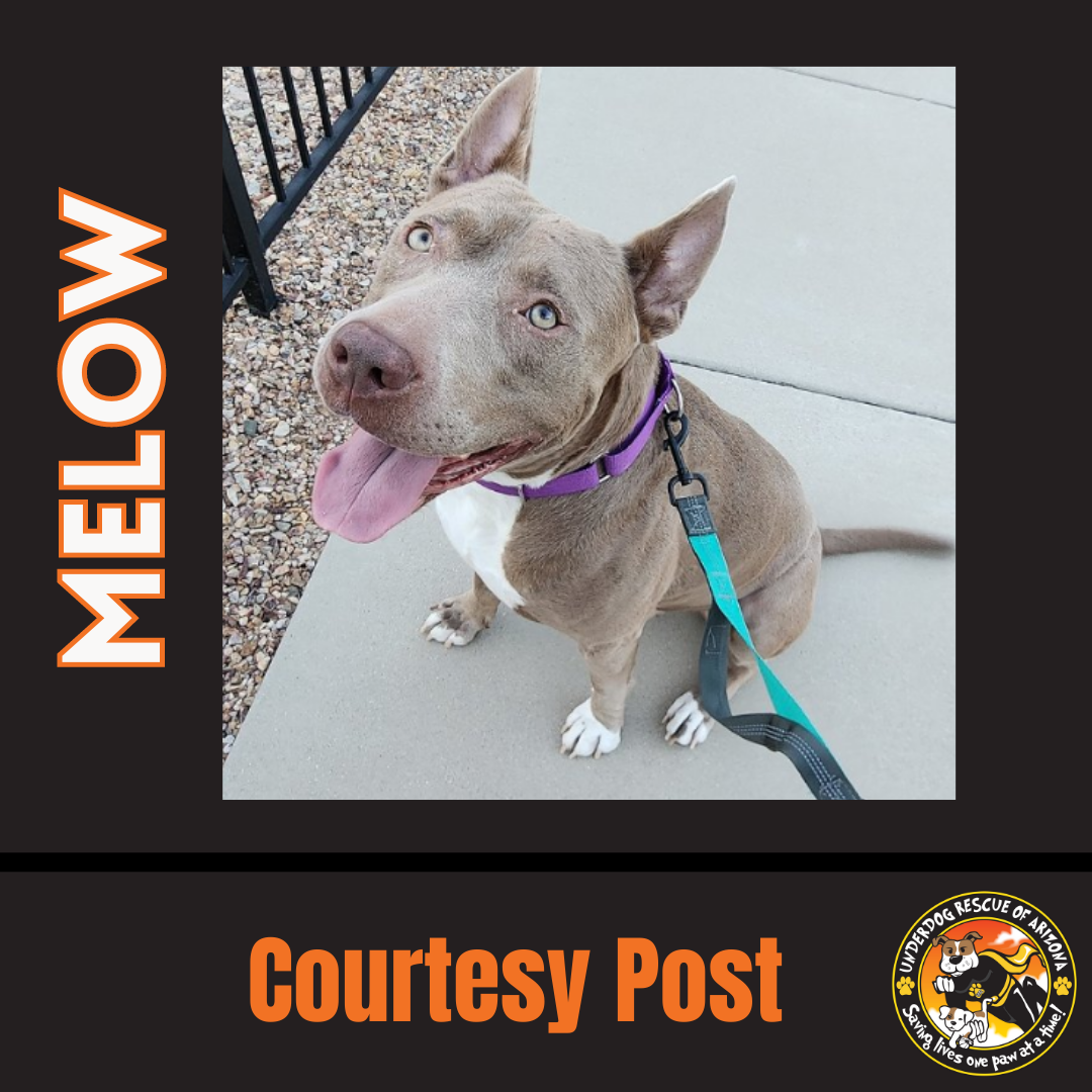 adoptable Dog in Chandler, AZ named MELOW