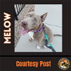 adoptable Dog in chandler, AZ named MELOW