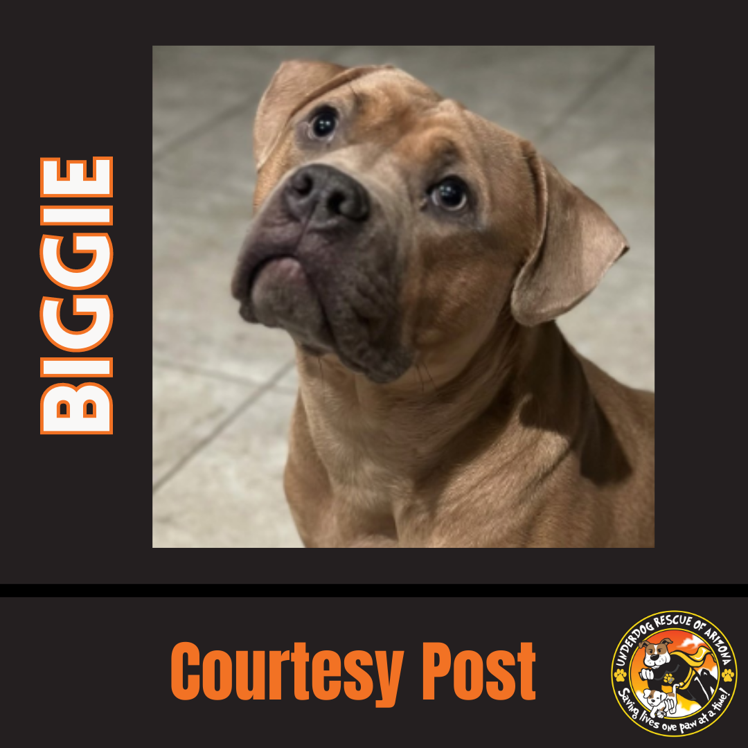 adoptable Dog in Chandler, AZ named BIGGIE #3