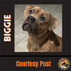 adoptable Dog in  named BIGGIE #3