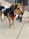adoptable Dog in chandler, AZ named HUNTER #8